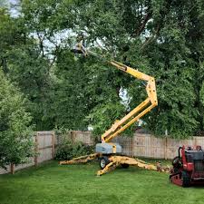 How Our Tree Care Process Works  in  Richville, OH